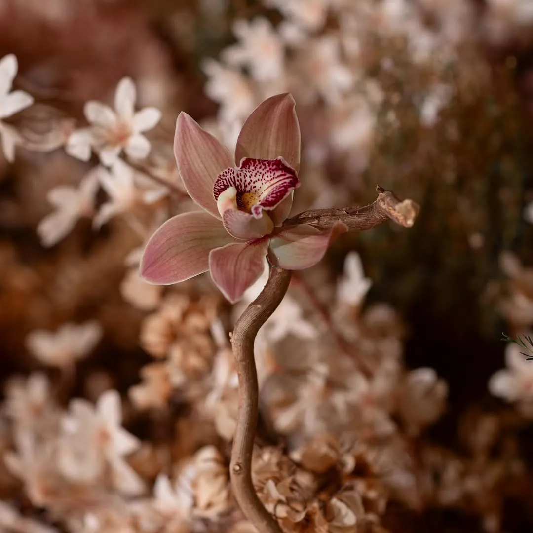 A single orchid stem among dried flowers